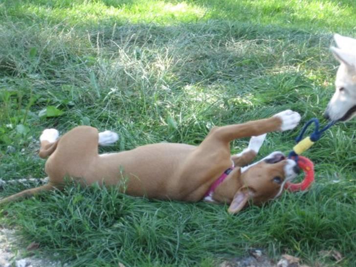 Blanding af racer Lotus  *RIP* billede 15