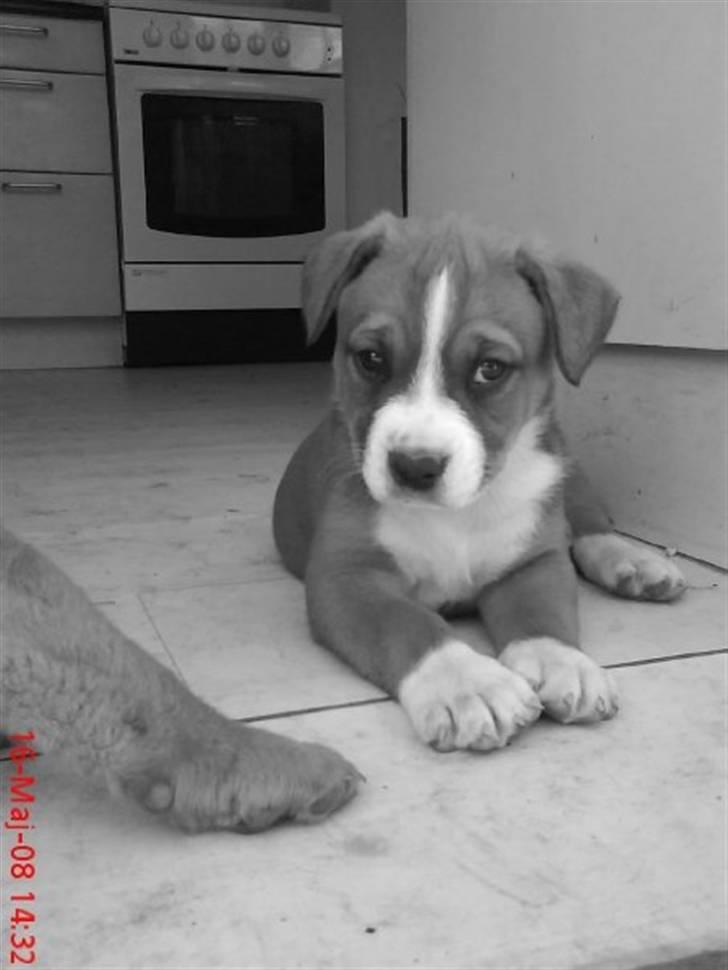 Blanding af racer Lotus  *RIP* billede 16