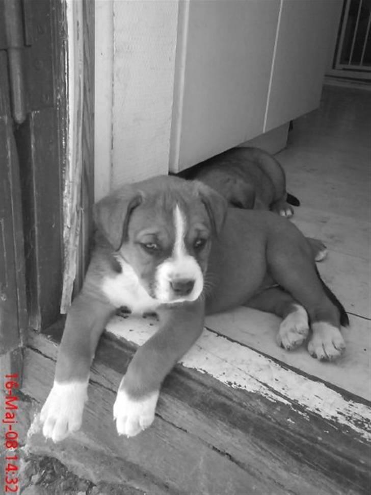 Blanding af racer Lotus  *RIP* billede 17