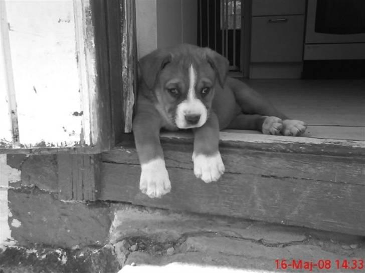 Blanding af racer Lotus  *RIP* - Lotus daser i døråbningen da hun stadig boede i Hvalsø billede 18