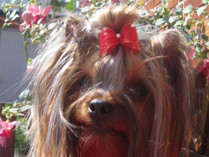 Yorkshire terrier "Jazzmin" billede 19