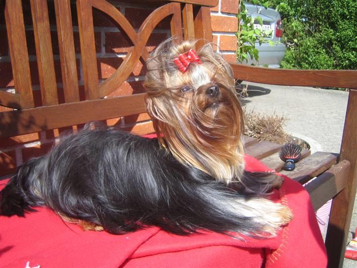 Yorkshire terrier "Jazzmin" billede 20