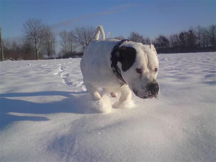 Amerikansk bulldog chico - ude og lege i lidt sne  billede 1