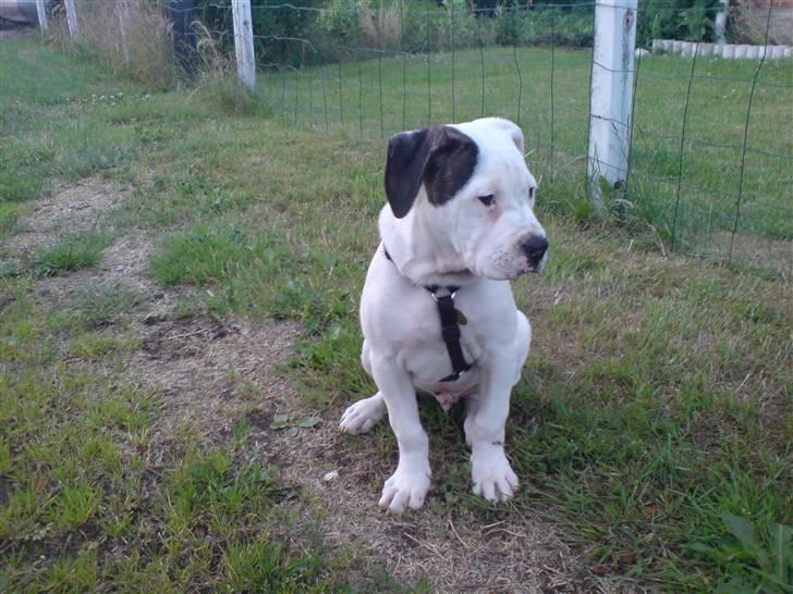 Amerikansk bulldog chico billede 2