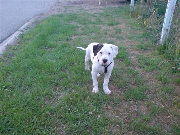 Amerikansk bulldog chico billede 3