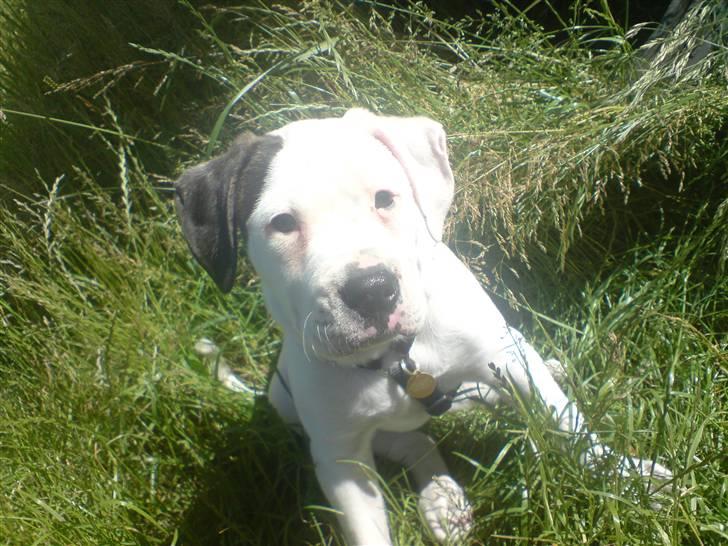 Amerikansk bulldog chico - er jeg ik bare tyk hehe billede 4