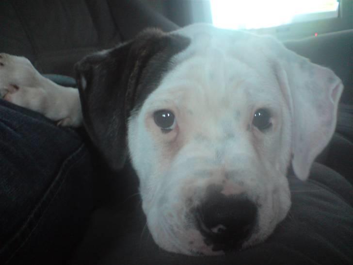 Amerikansk bulldog chico billede 5