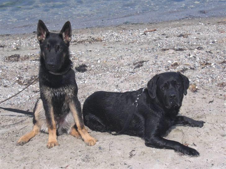 Labrador retriever Chicko - Her er så min "dejlige" lillebror Hasko, vi er et smut på stranden.. billede 20