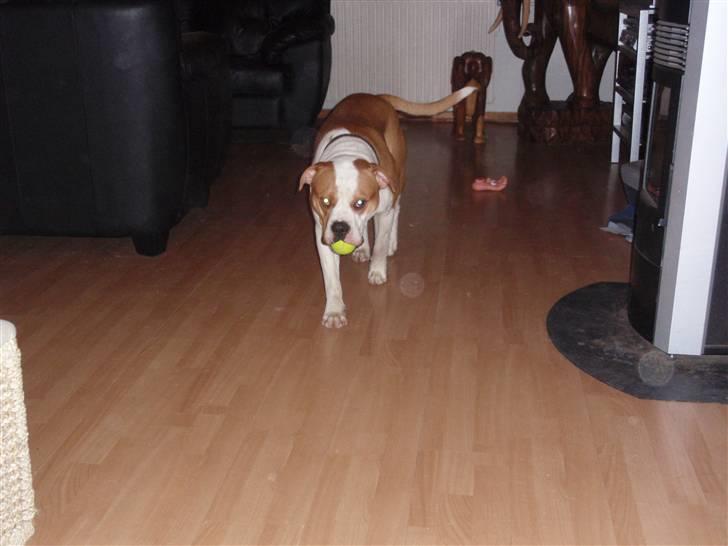 Amerikansk bulldog kettners Enzo - kommer lige med bolden. billede 1