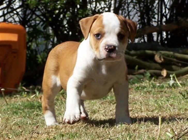 Amerikansk bulldog kettners Enzo - så lille engang billede 2