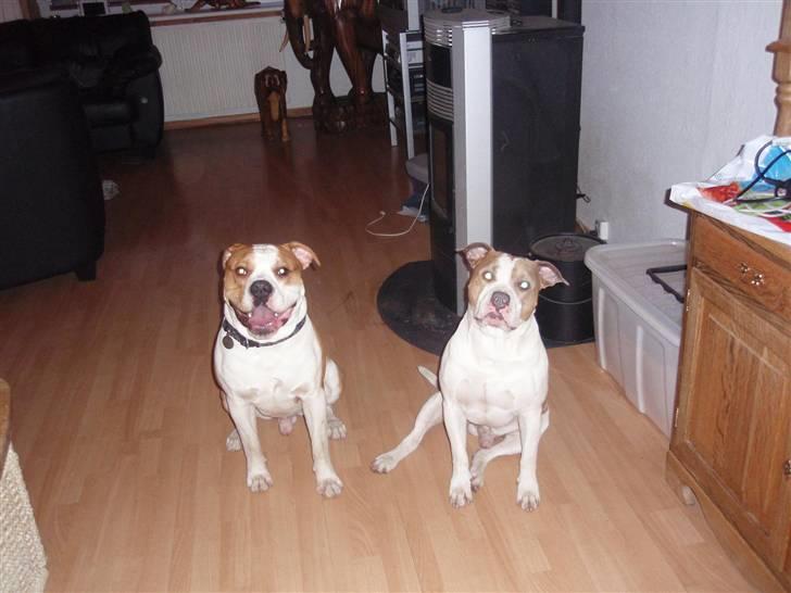 Amerikansk bulldog kettners Enzo - mig og min ven  billede 3