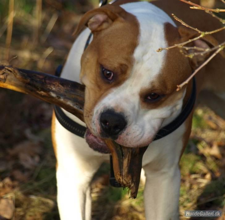 Amerikansk bulldog kettners Enzo - den er god  billede 4