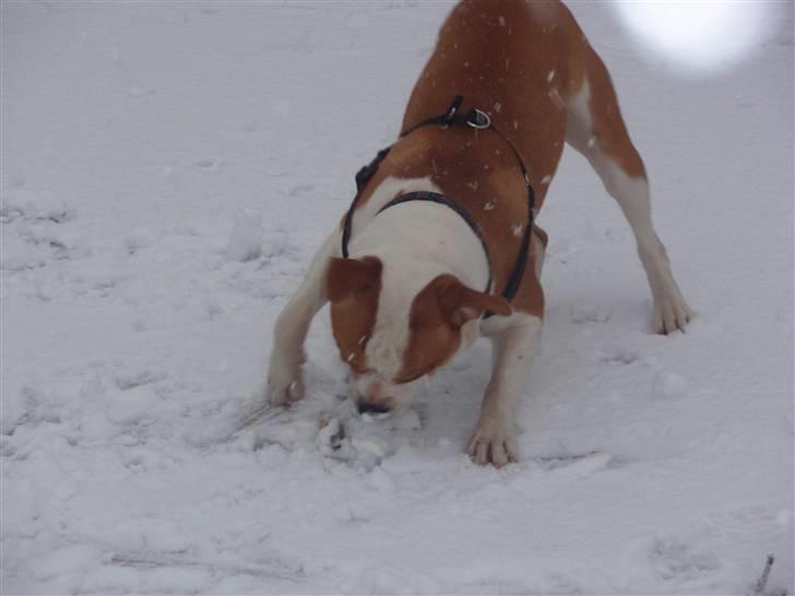 Amerikansk bulldog kettners Enzo - ha jeg kan fange den sne  billede 5