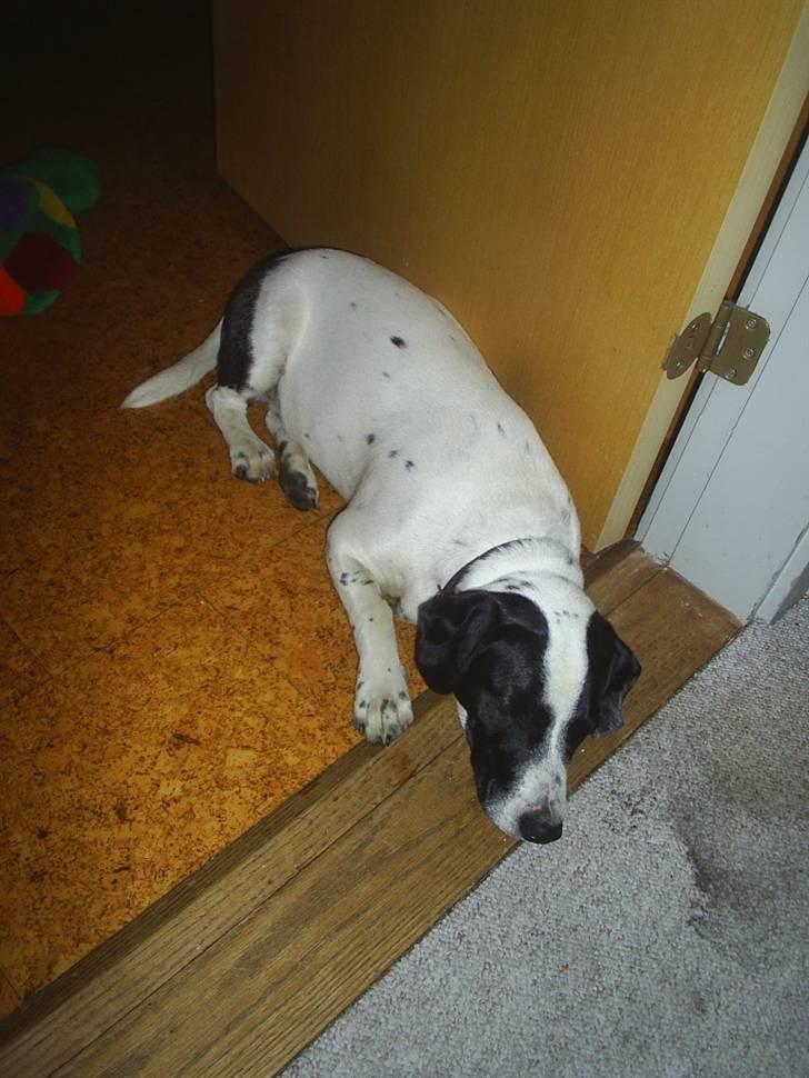 Blanding af racer Buller R.I.P - blevet træt dt er hårdt at jagte 10-15 udendørs gård katte og og og lege i vandpytter , og stikke af med nedløbs røret billede 6