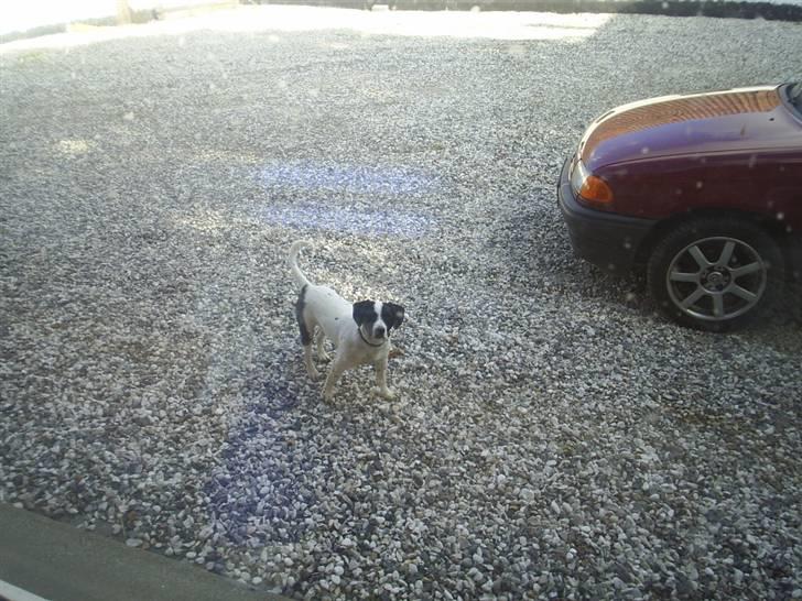 Blanding af racer Buller R.I.P - mig uden for og lave ulykker??     Nix hi hi hi billede 7