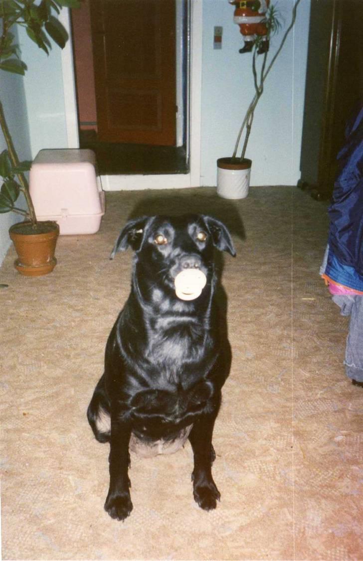 Blanding af racer Snowie *R.I.P* - Jeg elsker at stjæle sutterne fra de små, de skriger så sjovt. billede 8