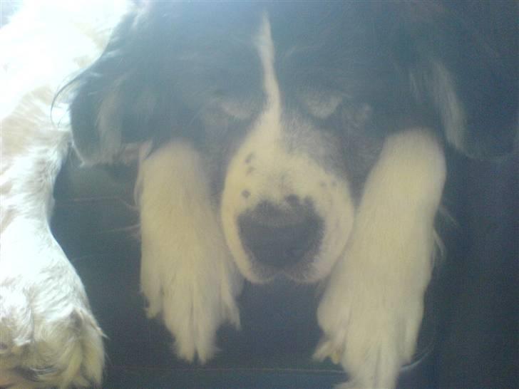 Sankt bernhardshund Trille billede 9