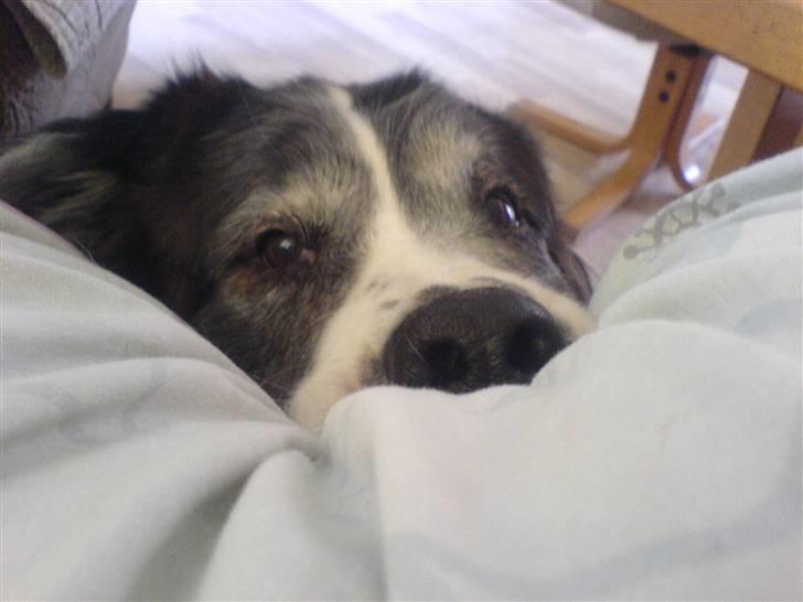 Sankt bernhardshund Trille billede 10