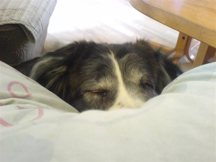 Sankt bernhardshund Trille billede 11