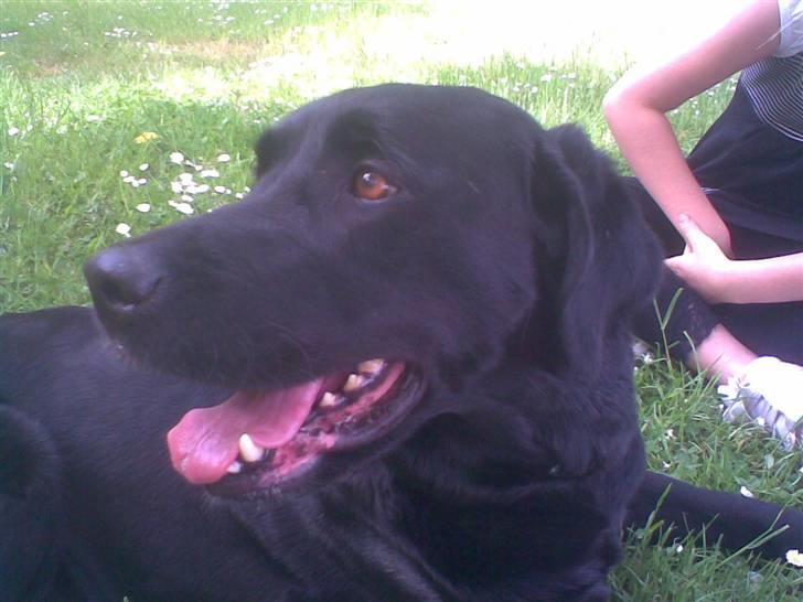 Labrador retriever Tulle - Her er hun den flotte :) billede 1