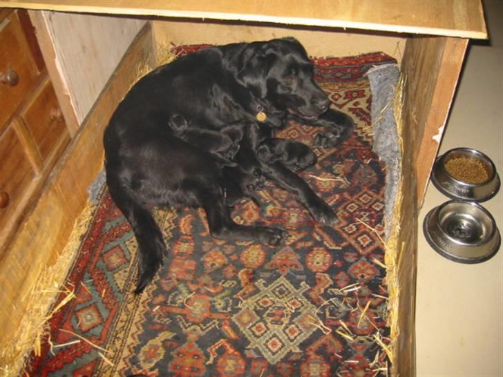 Labrador retriever Tulle - Her ligger hun med alle sine hvalpe :) billede 2