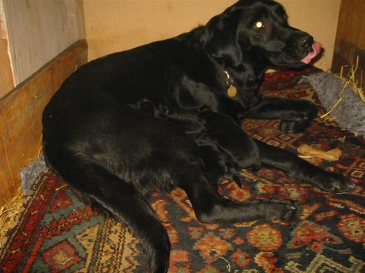 Labrador retriever Tulle - Hun er rigtig stolt :) billede 3