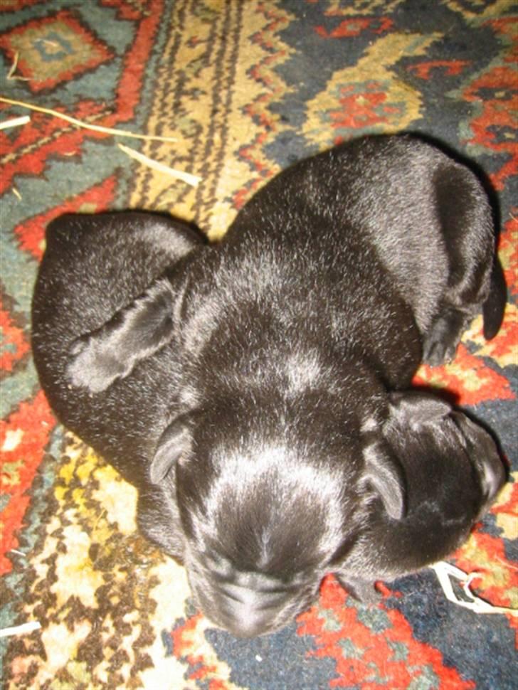 Labrador retriever Tulle - Er de ikk søde :) billede 4