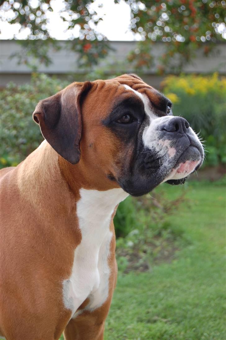 Boxer Nala - 1. Velkommen til min profil ! Håber i syntes jeg er smuk og dejlig ! Smid en kommentar og en bedømmelse, så bliver jeg glad ^^ billede 1