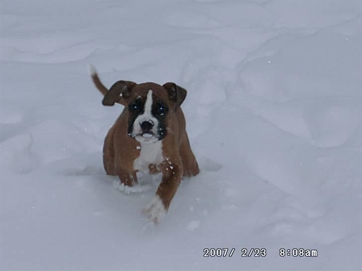 Boxer Nala - 2. jeg vandre i sneen ! ^^ billede 2