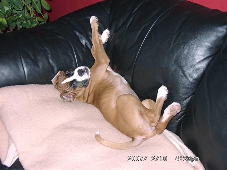 Boxer Nala - 3. Strække strække ! billede 3