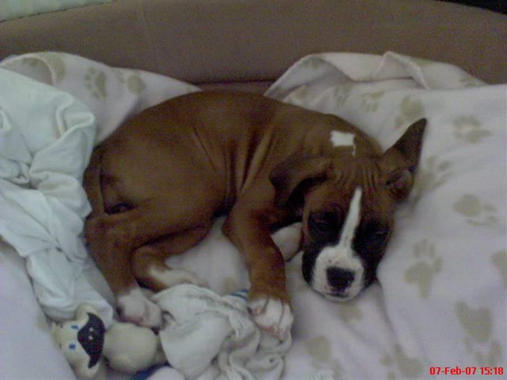 Boxer Nala - 4. Søde hvalpe mig (: billede 4