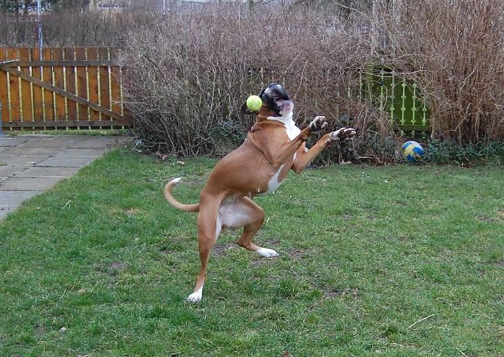 Boxer Nala - 5. TENNISBOLD ! kom til, kom til mig ^^ billede 5