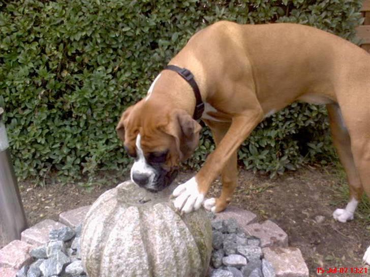 Boxer Nala - 6. Ihhh jeg er så tørstig :) (: billede 6