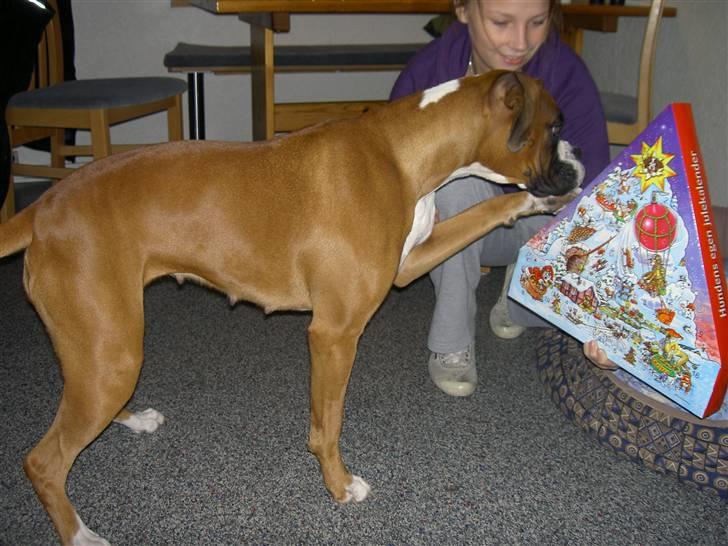 Boxer Nala - 7. Ja julekalender med mad i :D billede 7