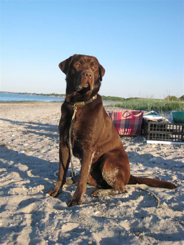 Labrador retriever Ice man (Ludvig) - Ludvig basse´ billede 6