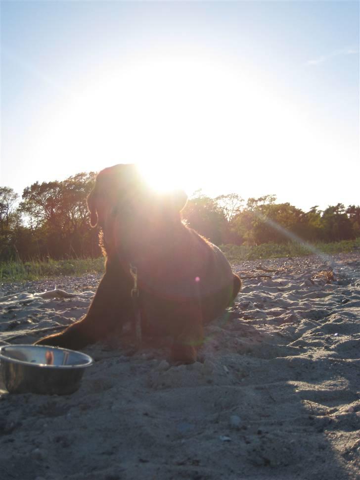 Labrador retriever Ice man (Ludvig) billede 7