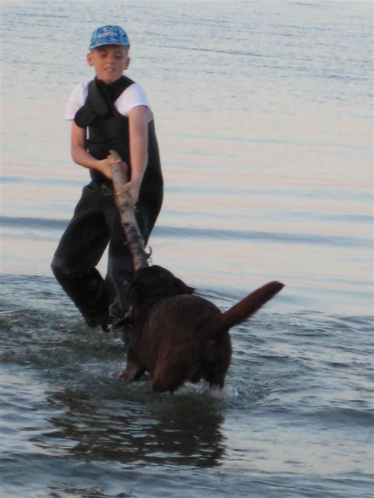 Labrador retriever Ice man (Ludvig) - Ludvig og Magnus leger med pind. :D billede 8