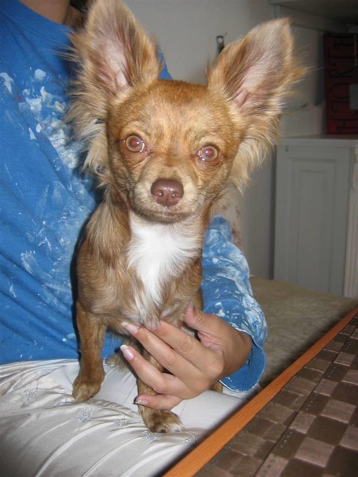 Chihuahua Amigo billede 17