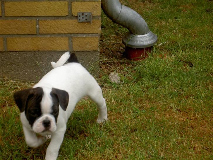 Blanding af racer Fransk bulldog/mops Boss - Fuld fart på.... billede 17