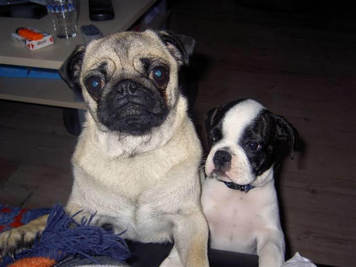 Blanding af racer Fransk bulldog/mops Boss - Mig og min søster billede 18