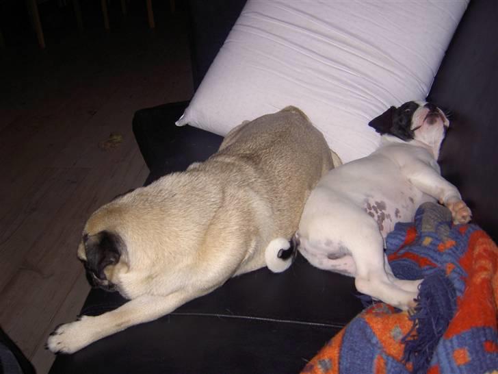 Blanding af racer Fransk bulldog/mops Boss - Nøj, hvor du altså fylder billede 19