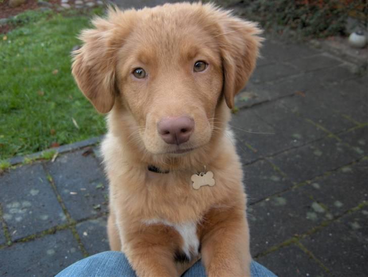 Nova scotia duck tolling retriever Akela billede 3