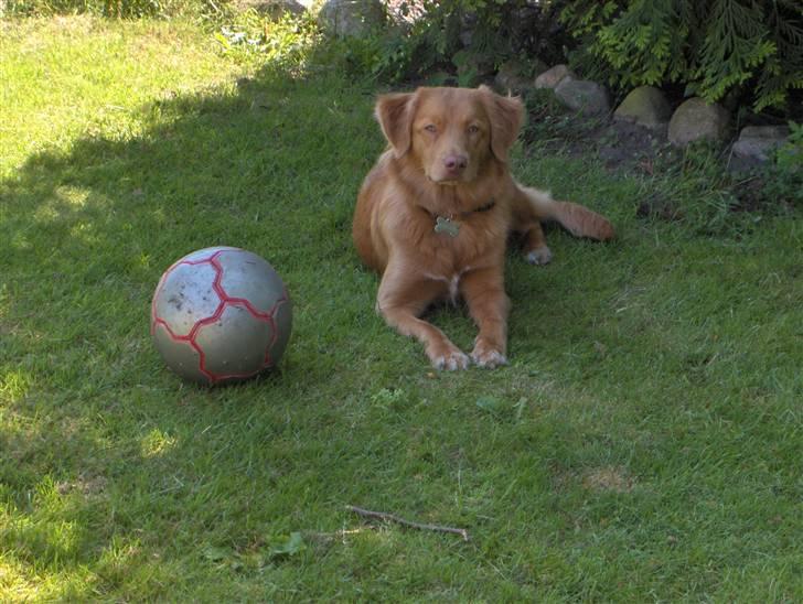 Nova scotia duck tolling retriever Akela - Så har Akela lige brug for en lille pause fra boldlegen... billede 4