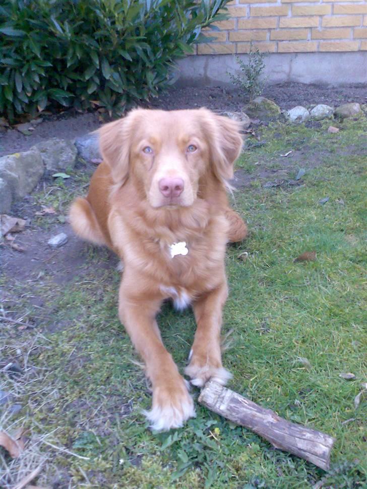 Nova scotia duck tolling retriever Akela billede 6