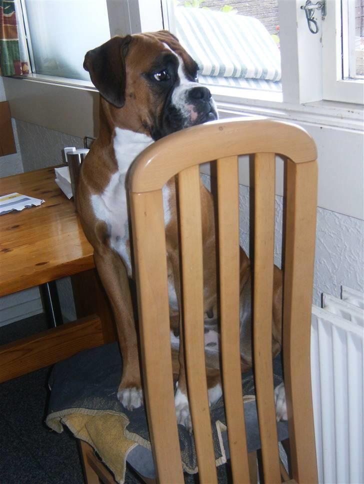 Boxer Nala - 8. Kommer der nogen? billede 8