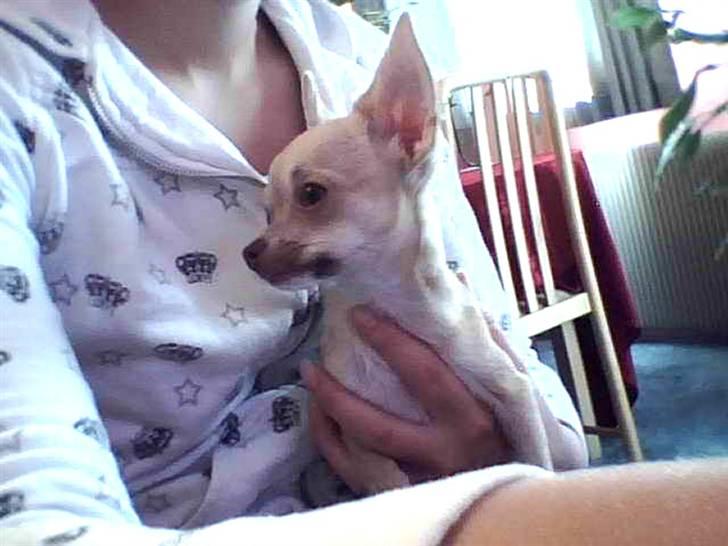 Chihuahua .··..··. Oscar.··..··.  billede 1