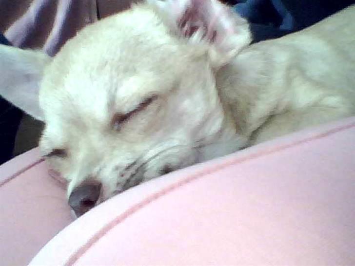 Chihuahua .··..··. Oscar.··..··.  - Zzz... Nyder at putte på Moar billede 2