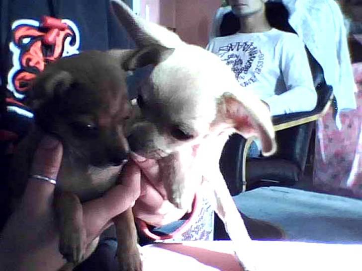 Chihuahua .··..··. Oscar.··..··.  - Oscar sammen med hans veninde, Piti.. Min svigermor`s Chi.. billede 3