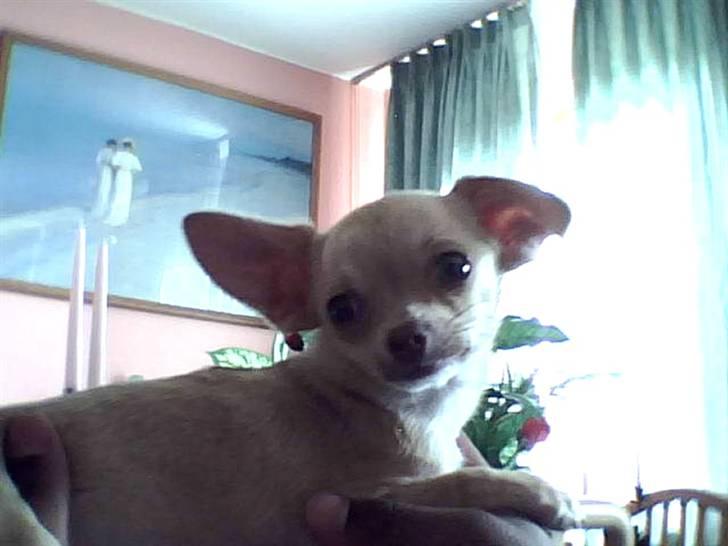 Chihuahua .··..··. Oscar.··..··.  - "Jeg er såå lækker.. Se mig fra alle vinkler og resultatet er det samme".. Ss billede 4