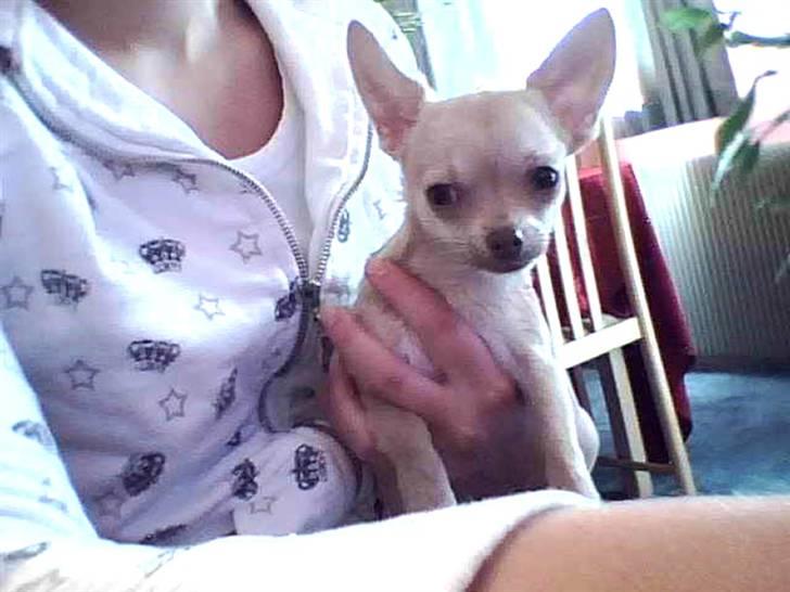 Chihuahua .··..··. Oscar.··..··.  - Oscar i mor`s favn.. billede 5